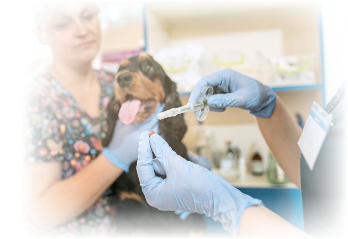 veterinarian-checking-dog-medium-shot-3.png